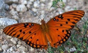 Gulf Fritillary butterfly