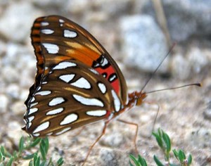 Gulf Fritillary underwing