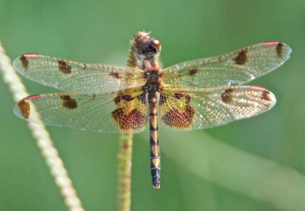 Calico Pennant dragonfly