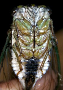 Ventral view of a Cicada