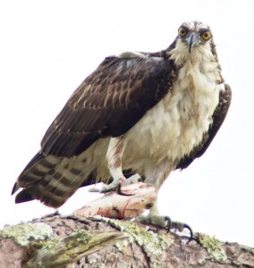 Osprey-with-fish-2-!0_14_13