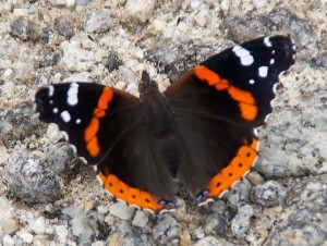 Red Admiral butterfly