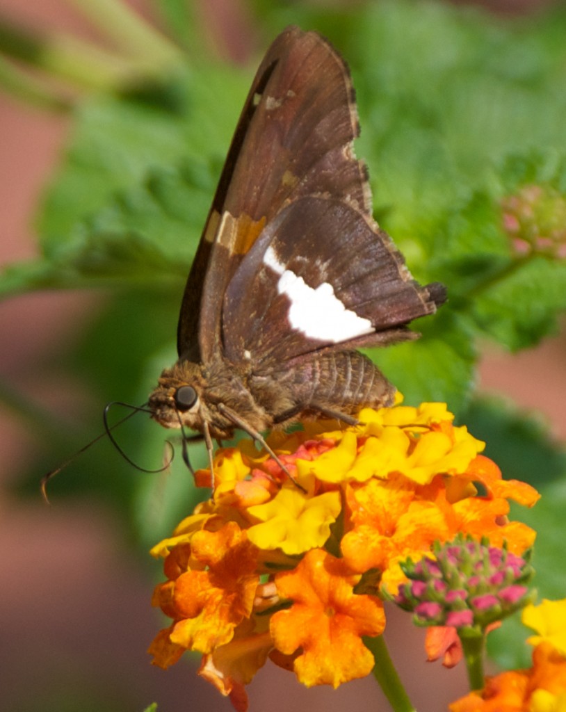 Silver-spotted Skipper