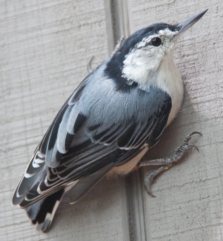 White-breasted Nuthatch