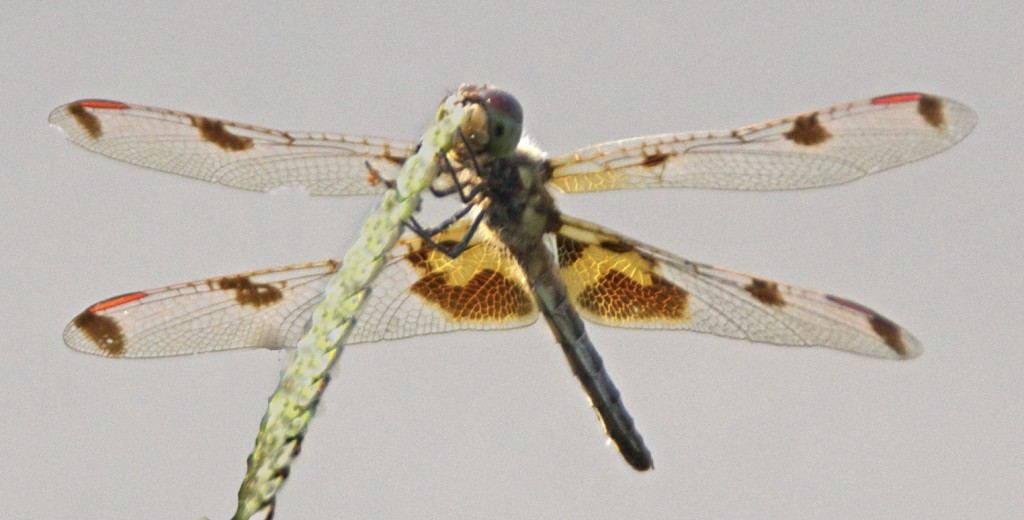 Calico Pennant dragonfly from below.