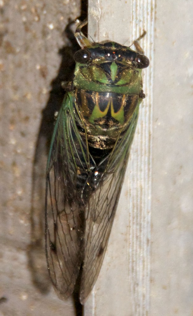 A Cicada