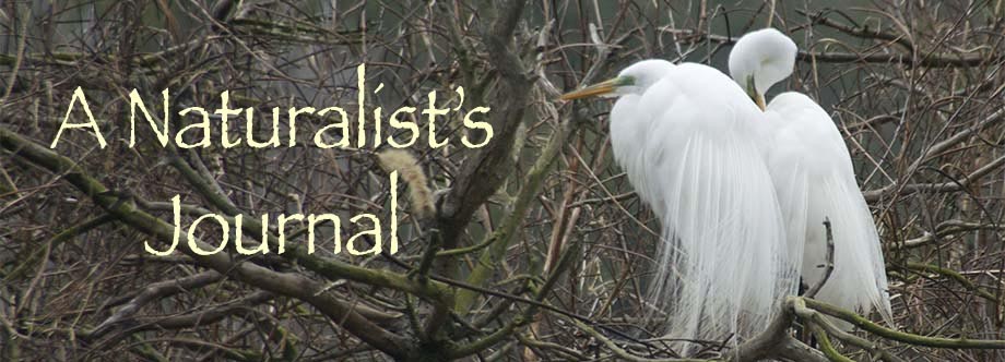 A Naturalist's Journal