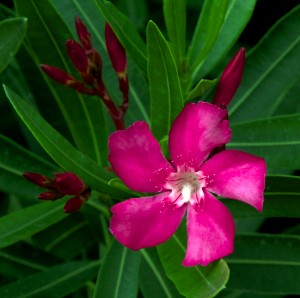 Oleander flower