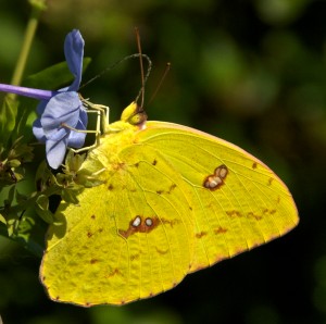 A Sulphur butterfly