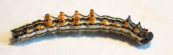 A Datana caterpillar