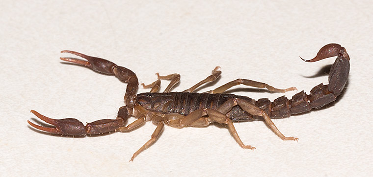 Scorpions in the Southwest United States - PestWorld