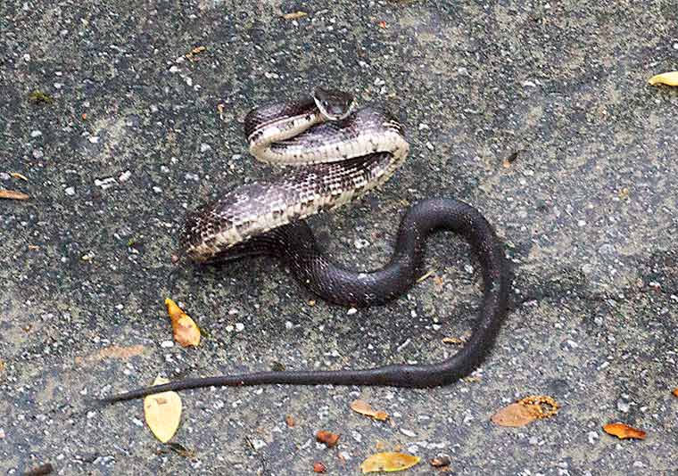 Black Rat Snake  A Naturalist's Journal