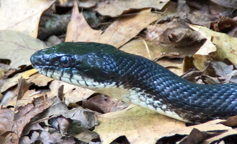 Black Rat Snake  A Naturalist's Journal