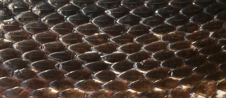 https://www.gkochert.com/wp-content/uploads/2015/08/Black-snake-scales.jpg