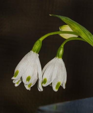 Snowflake flowers.