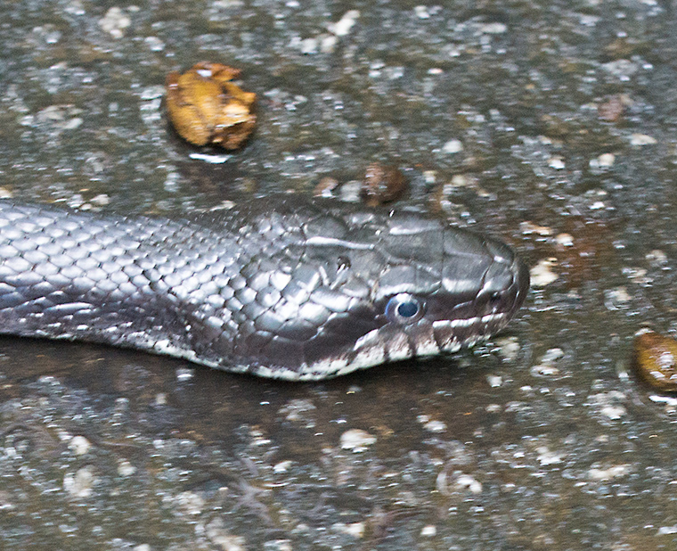 Black Rat Snake  A Naturalist's Journal