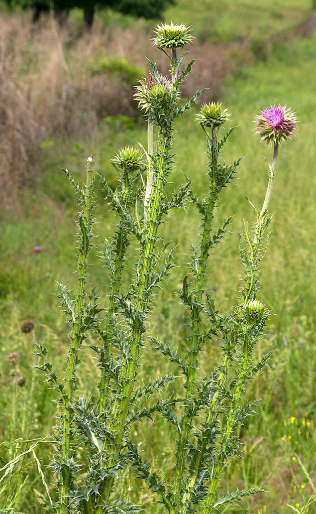 Thistle Plants A Naturalist s Journal Thistle Plants A Naturalist s Journal
