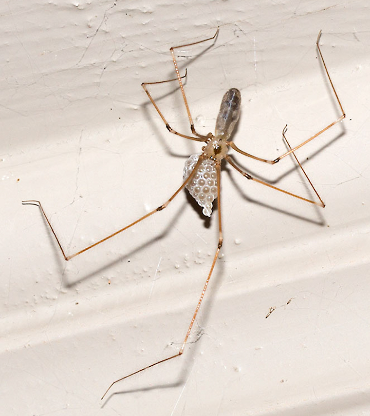 Mommy Long Legs  A daddy-long-legs spider with her newborne