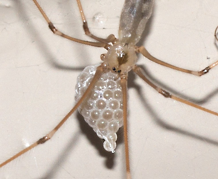 Long legs mama The Spiderblogger: