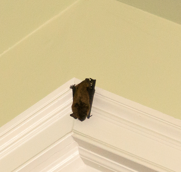 Bedroom Bat A Naturalist S Journal
